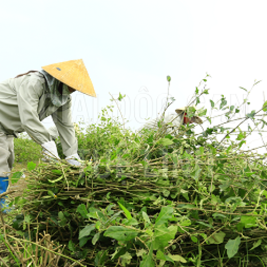 Vua Đặc Sản Tây Bắc 